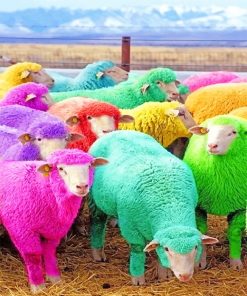 cute colorful sheeps adult paint by numbers