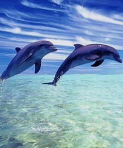 Cute Dolphin Screen Saver paint by numbers