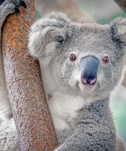 Cute Koalapaint by numbers