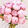 flower bouquet pink peony adult paint by numbers