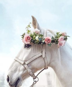 Horse Wearing Flowers Crown paint By Numbers