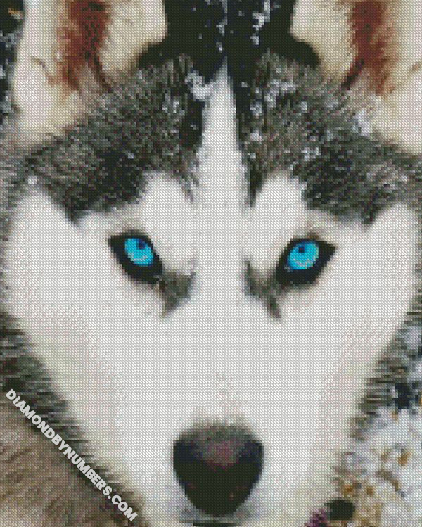 Husky Dog Blue Eyes - Animals 5D Diamond Painting