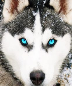 Husky Dog Blue Eyes Paint By Numbers
