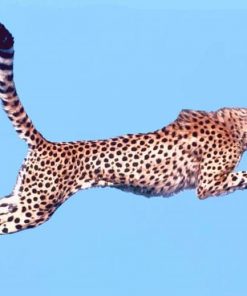 Jumping Cheetah Paint By Numbers
