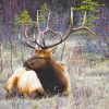 Moose Wildlife Paint By Numbers