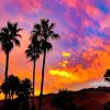 Sunset Palm Spring paint by number