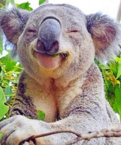 Very Happy Baby Koala paint by numbers