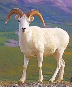 White Beautiful Sheep paint by number