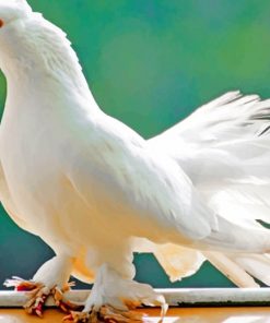 white pigeon bird adult paint by numbers
