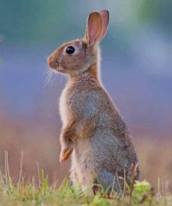 European Rabbit paint by numbers
