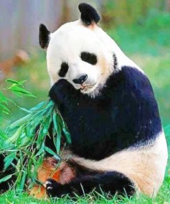 Friendly Panda In Nature With His Food paint by numbers