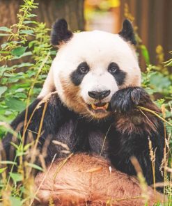 Panda Bear Enjopaint by numbers ying His Food