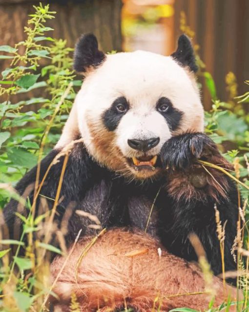 Panda Bear Enjopaint by numbers ying His Food