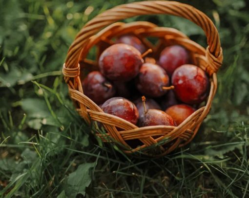 Red Round Fruits In Brown Woven Basket paint by numbers