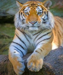 Siberian Tiger Animal paint by numbers