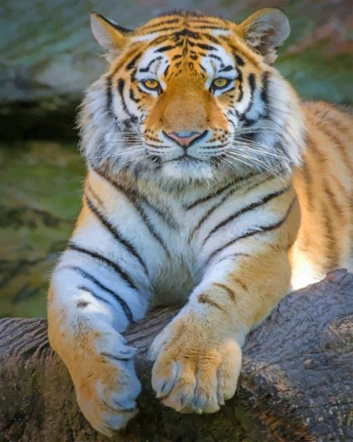 Siberian Tiger Animal paint by numbers