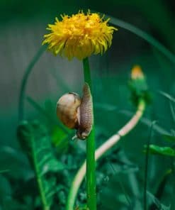 Snail And Yellow Pleated Flower paint by numbers
