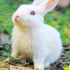 Small White Bunny In Garden paint by numbers