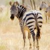 African Zebra paint by numbers