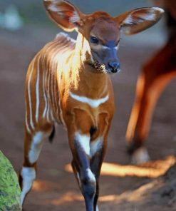 Baby Okapi paint by numbers