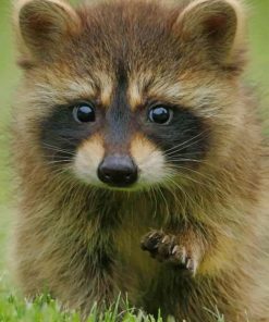 Baby Raccoon paint by numbers