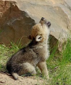 Baby Wolf Howling paint by numbers