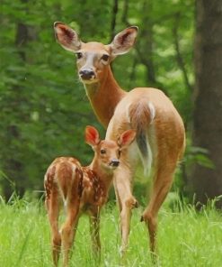 Baby Deer With Mommy paint by numbers