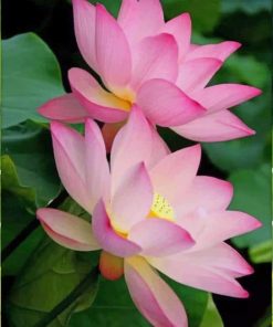 Beautiful Lotus Flowers paint by numbers