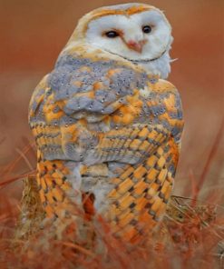 Snowy Owl paint by numbers