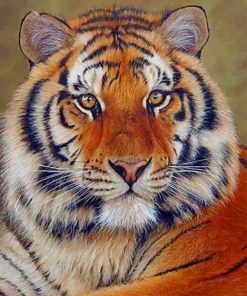 Beautiful Siberian Tiger paint by numbers