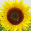 Beautiful Sunflower paint by numbers