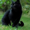 Black Cat In The Grass paint by numbers
