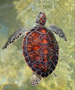 Brown Sea Turtle paint by numbers