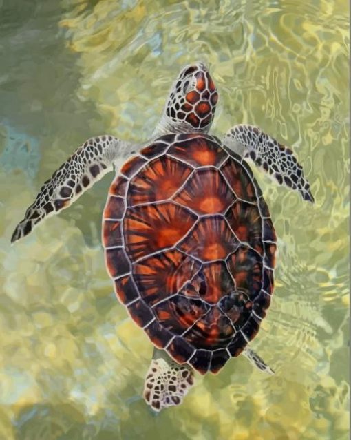 Brown Sea Turtle paint by numbers