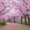 Cherry Blossom Trees paint by numbers
