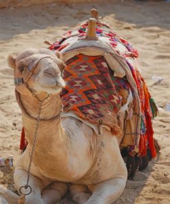 Cute Camel paint by numbers