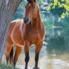 Cute Brown Horse paint by numbers