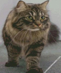 domestic long haired cat diamond painting