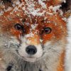 Fox Covered In Snow paint by numbers