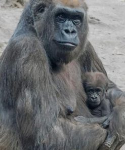 gorilla Mother And Her baby paint by numbers