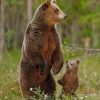 Grizzly Bear And Cub paint by numbers