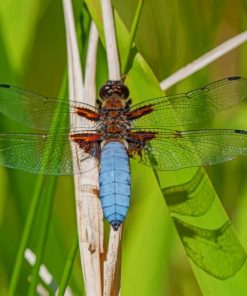Libellula Depressa Dragonfly On Green Plant paint by numbers