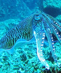 Octopus Deep Sea paint by numbers