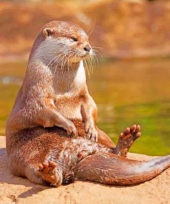 Otter Sitting On A Rock paint by numbers