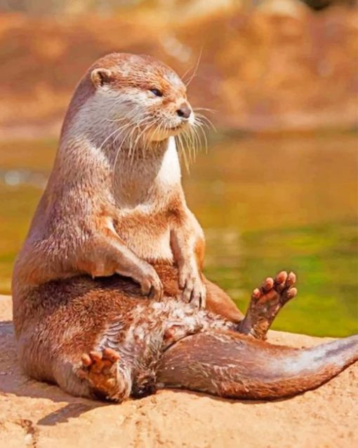 Otter Sitting On A Rock paint by numbers