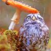 Owl Hiding From The Rain paint by numbers