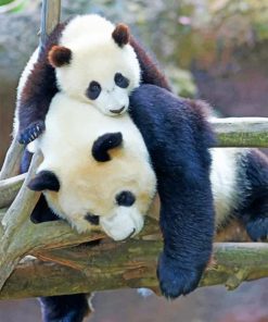Baby Panda With Mummy paint by numbers