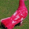 Pink Fancy Pigeon paint by numbers