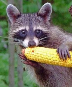 Raccoon Eating Corn paint by numbers