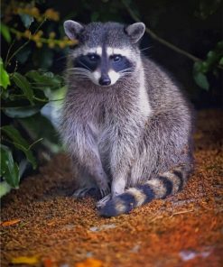 Raccoon Forest Animal paint by numbers